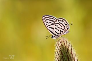 Balkan Kaplan (Tarucus balkanicus)