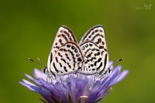 Balkan Kaplan (Tarucus balkanicus)