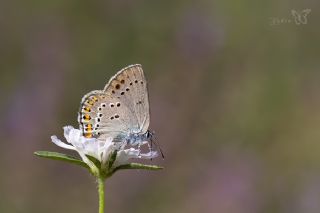 Kk Benekli Sevbeni (Satyrium ledereri )