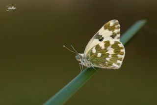 Yeni Beneklimelek (Pontia edusa)