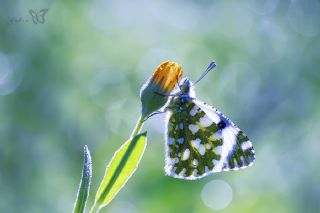 Da� Oykl�s��&nbsp;(Euchloe&nbsp;ausonia)