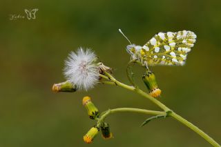 Da Oykls (Euchloe ausonia)