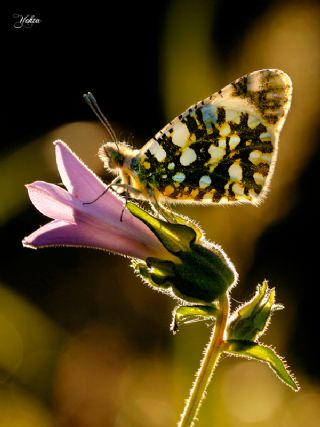 Da Oykls (Euchloe ausonia)