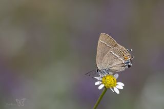 Gzel Sevbeni (Satyrium spini)