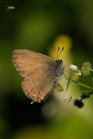 Byk Sevbeni (Satyrium ilicis)
