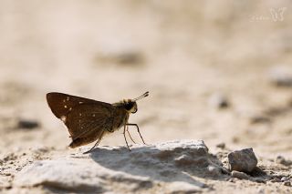 Beyaz illi Kara Zpzp (Pelopidas  thrax)
