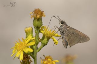 Beyaz illi Kara Zpzp (Pelopidas  thrax)