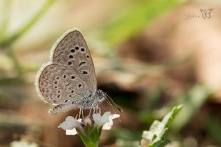 Karsandra&nbsp;(Zizeeria&nbsp;karsandra)