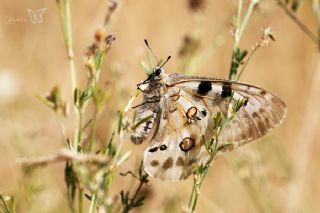 Apollo&nbsp;(Parnassius&nbsp;apollo)
