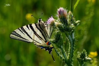 Erik Krlangkuyruk (Iphiclides podalirius)