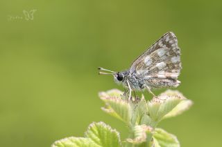 Kzl Zpzp (Spialia orbifer)