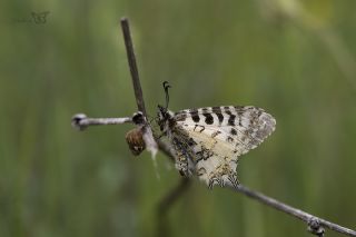 Step Fistosu&nbsp;(Allancastria &nbsp;deyrollei)