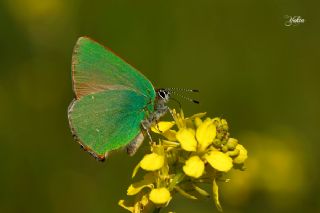 Zmrt (Callophrys rubi)