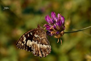 Kara Murat (Brintesia  circe)