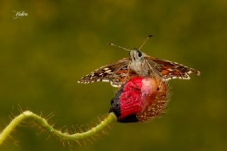 Sar Bandl Zpzp (Pyrgus sidae)