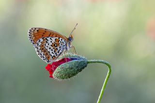 Trkistan parhan (Melitaea arduinna)