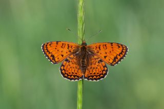 Trkistan parhan (Melitaea arduinna)