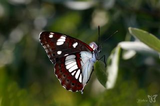 Akdeniz Hanmeli Kelebei (Limenitis reducta)