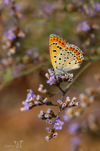 Kk Ate Gzeli (Lycaena thersamon)