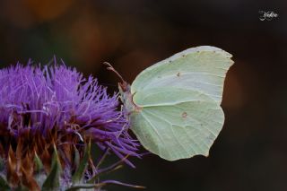 Orakkanat (Gonepteryx rhamni)