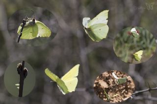 Orakkanat (Gonepteryx rhamni)