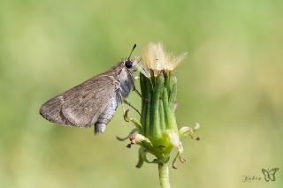 C�ce Z�pz�p&nbsp;(Gegenes&nbsp;pumilio)