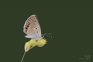 Mcevher Kelebei (Chilades trochylus)