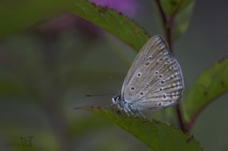 Anormal okgzl (Polyommatus admetus)