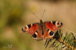 Tavus Kelebei (Inachis io)