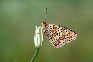 Benekli B�y�k �parhan&nbsp;(Melitaea&nbsp;phoebe)
