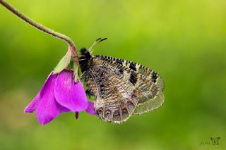 Yalanc Apollo (Archon apollinus)