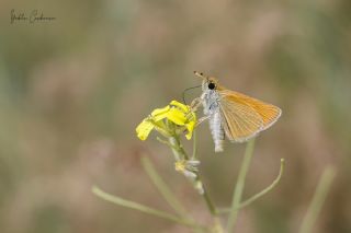 Siyah Antenli Zpzp (Thymelicus lineolus)