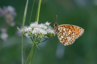 ift Noktal Brentis (Brenthis hecate)