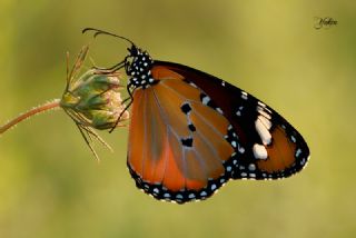 Sultan (Danaus chrysippus)