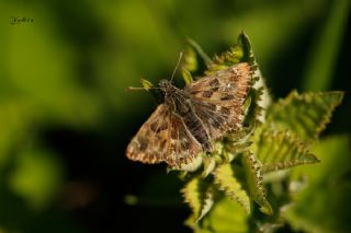 Hatmi Zpzp (Carcharodus alceae)