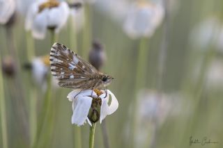 Ebegmeci Zpzp (Pyrgus malvae)