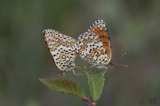Cezayirli �parhan&nbsp;(Melitaea&nbsp;ornata)