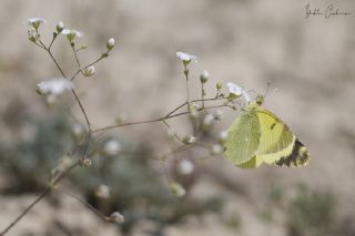 Dou Elfinstonyas (Euchloe penia)