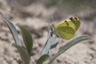 Dou Elfinstonyas (Euchloe penia)