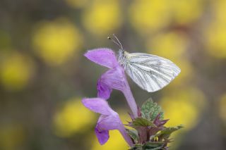 izgili Da Beyazmelei (Pieris bryoniae)