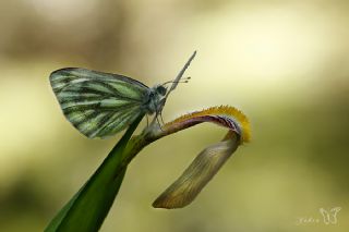 Yalanc Beyazmelek (Pieris pseudorapae)