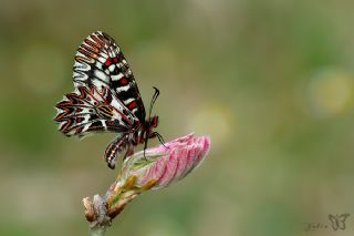 Gney Fistosu (Zerynthia polyxena)