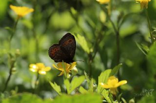 Orman Gzelesmeri (Erebia medusa )