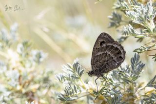 Beyaz Damarl Pirireis (Satyrus amasinus)