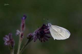 Narin Orman Beyaz (Leptidea sinapis)