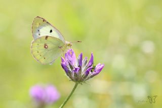 Gzel Azamet (Colias alfacariensis)