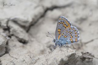 Romen Gelincii (Tomares nogelii dobrogensis)