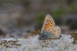 Anadolu Gelincii (Tomares nogelii)