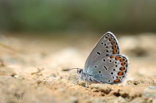 Doulu Esmergz (Plebejus carmon)