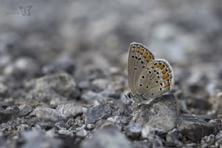 Doulu Esmergz (Plebejus carmon)